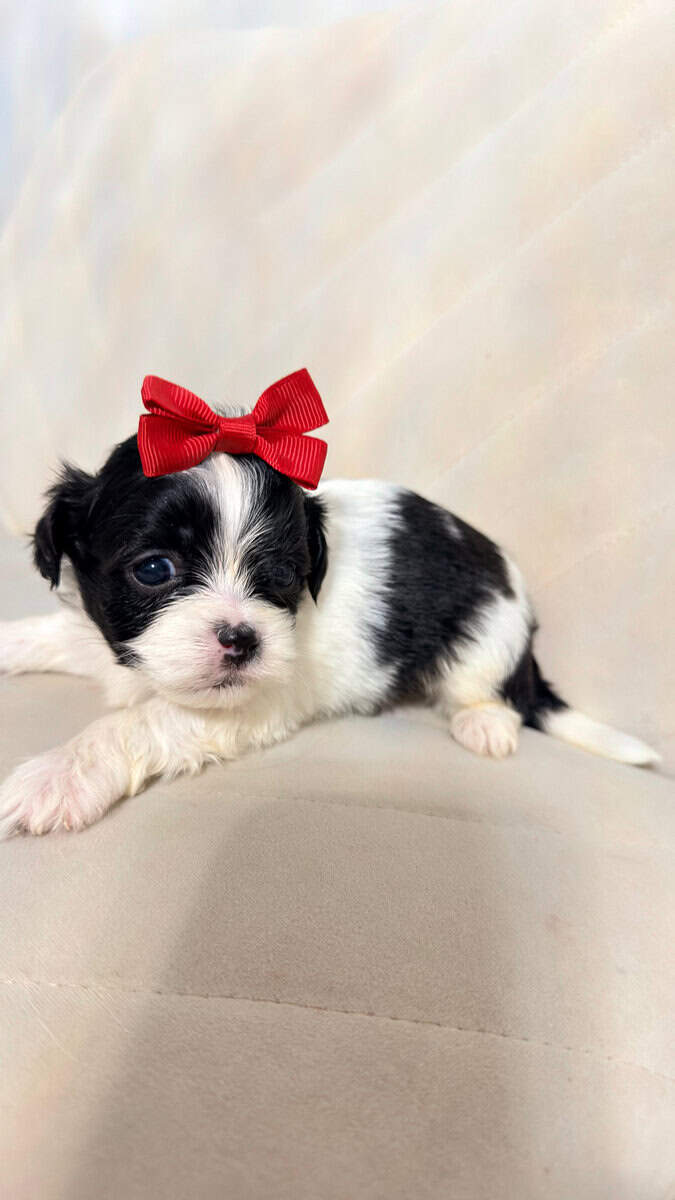 Shih Tzu Christmas-Ready Companions image 7