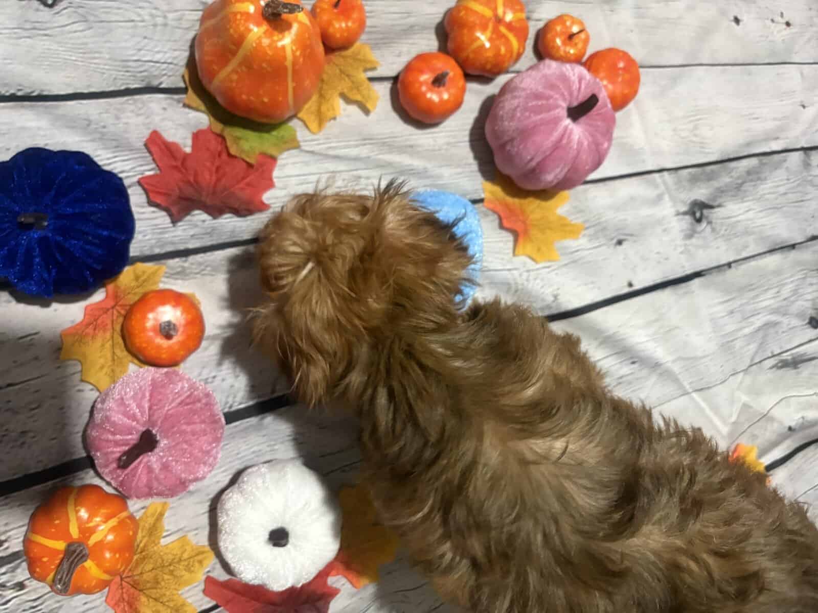 Yorkiepoo male image 4