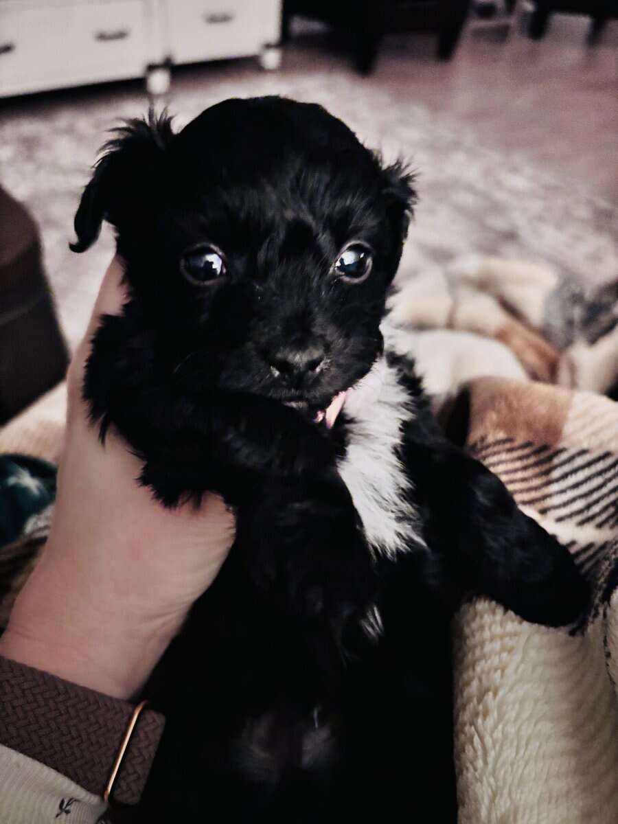 Chapo‘s ready January 9th image 2