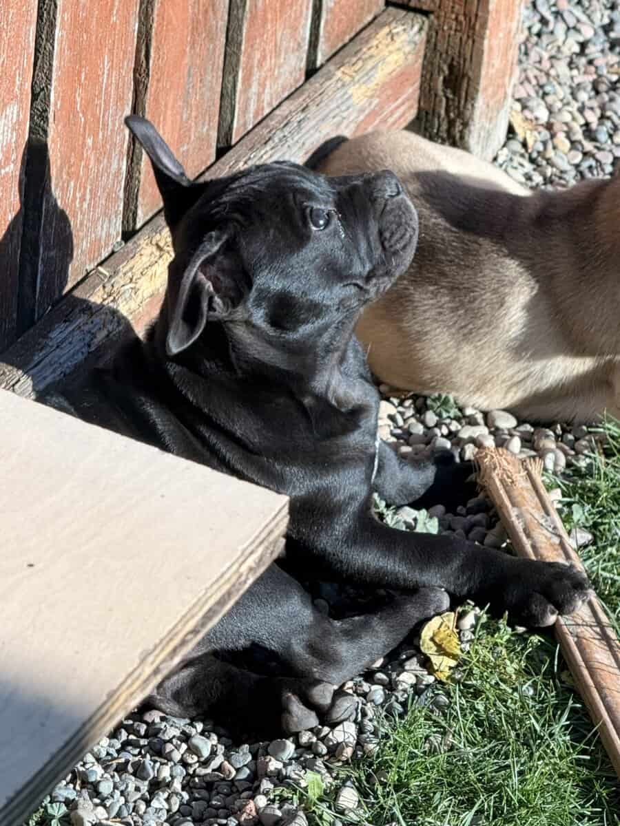 Exotic hybrid bully puppies image 7