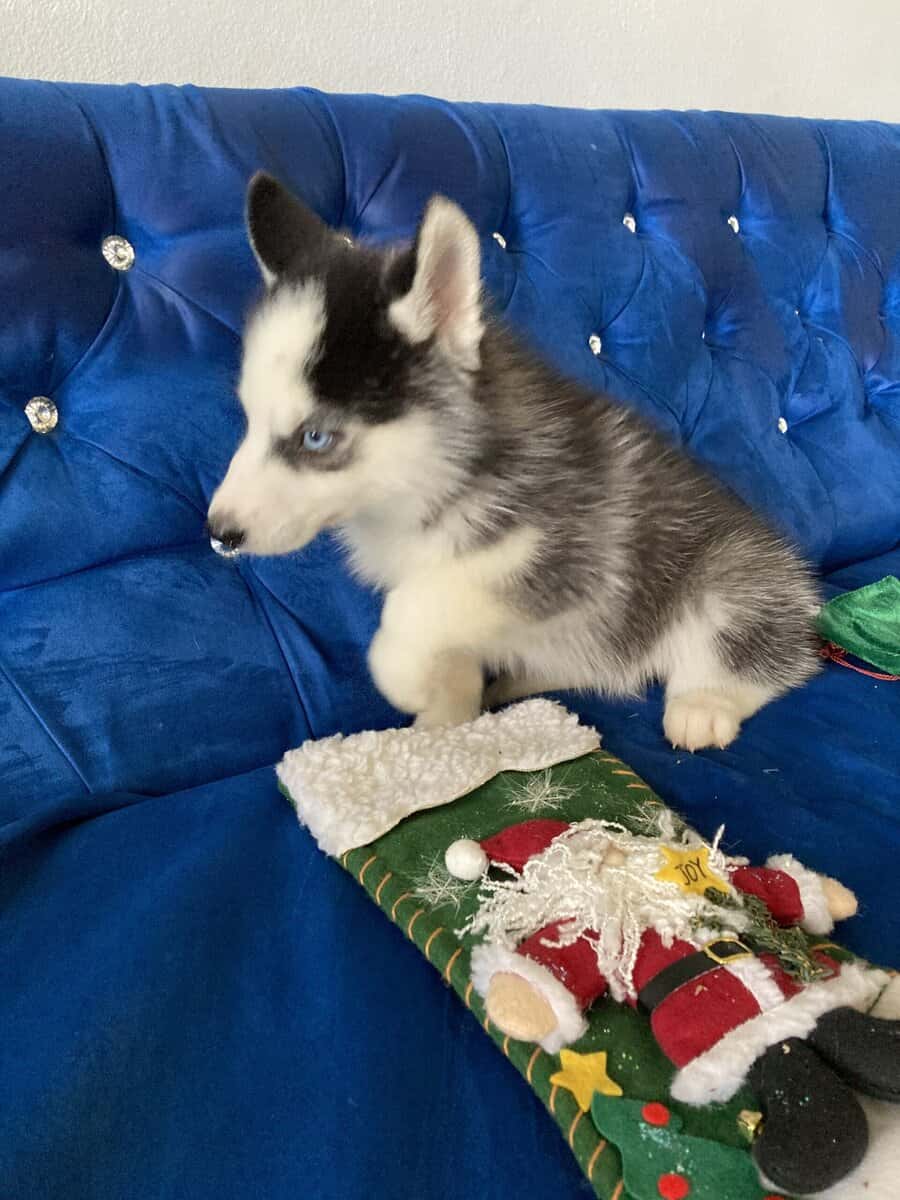 Adorable Siberian Husky Puppies image 2