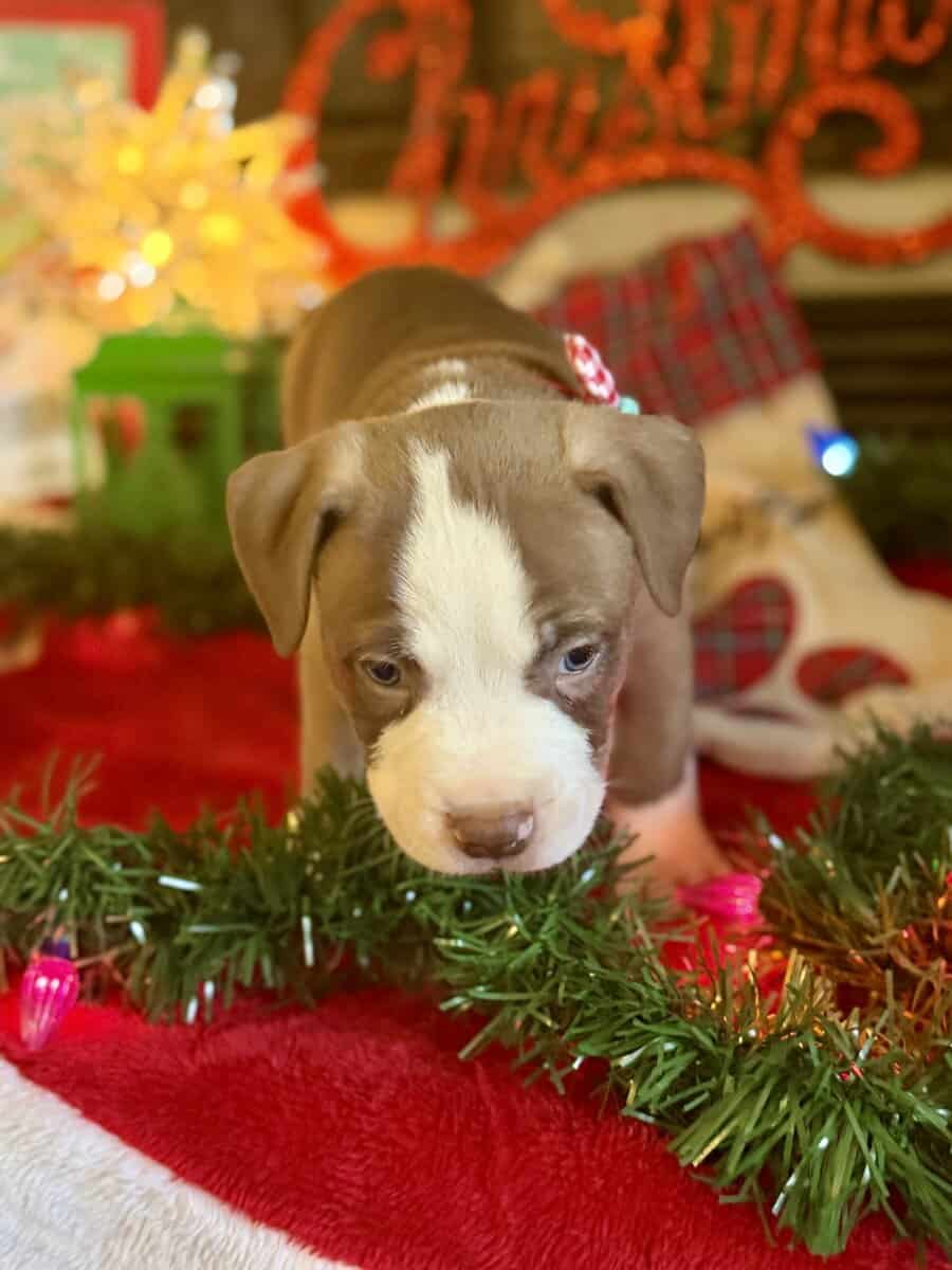 Chocolate Tri Merle Pitbulls image 8