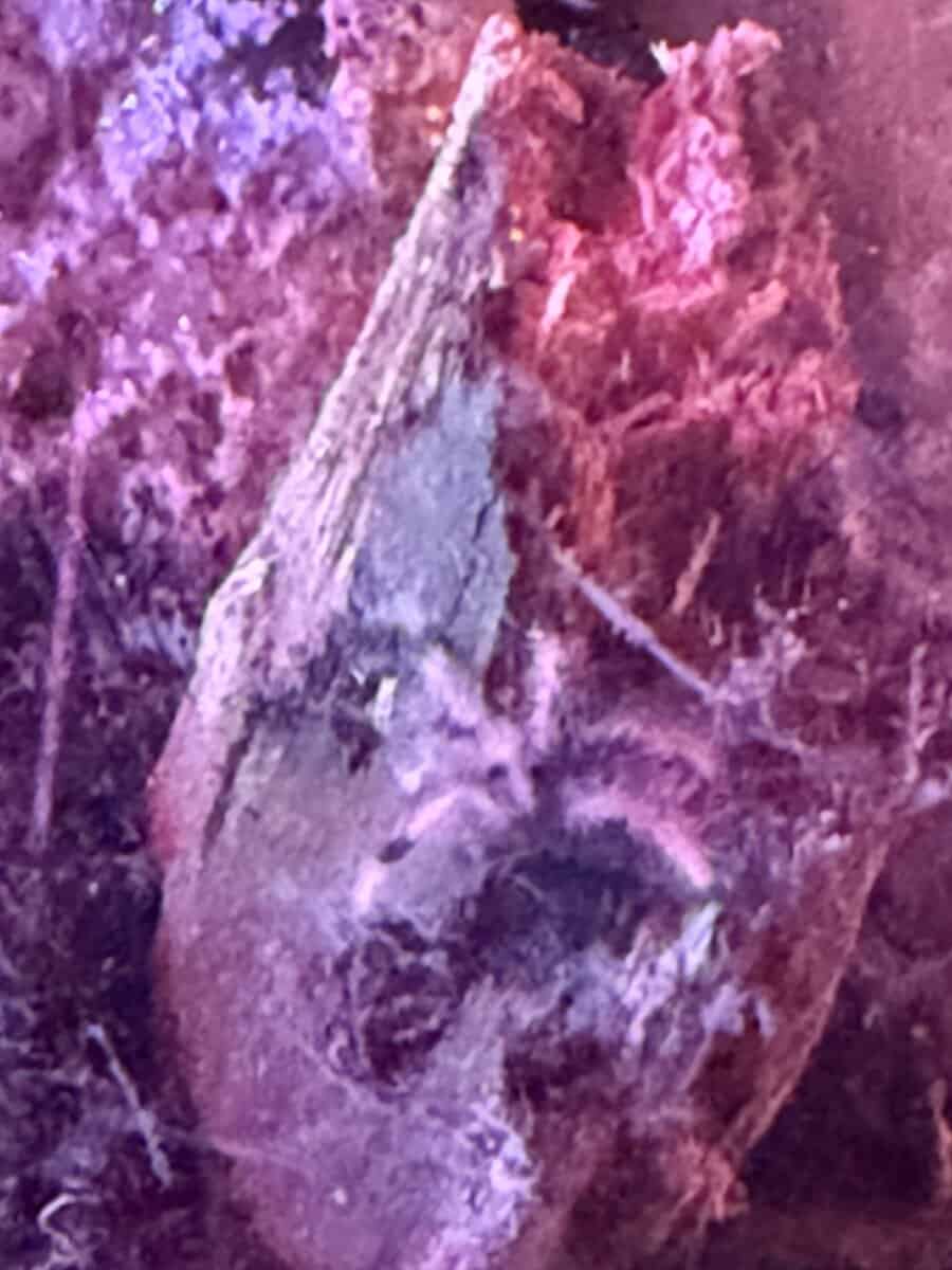 Purple Pink Tor image 1