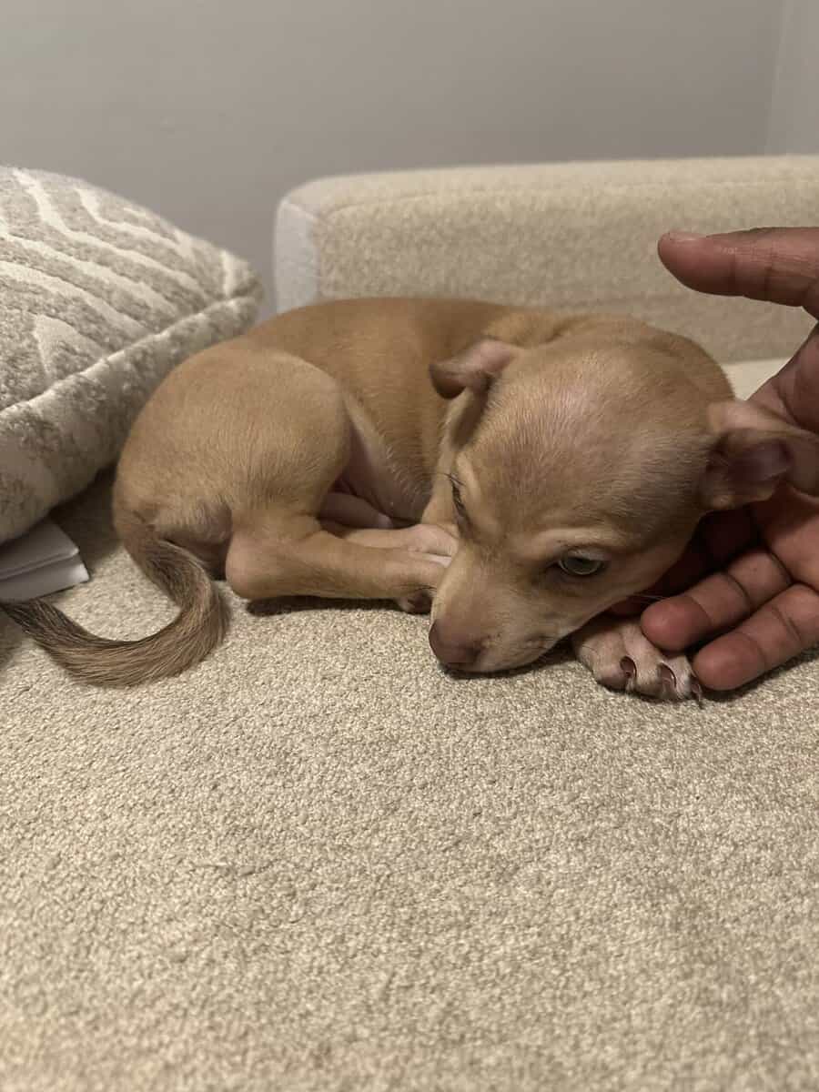 Meet Caramel image 8