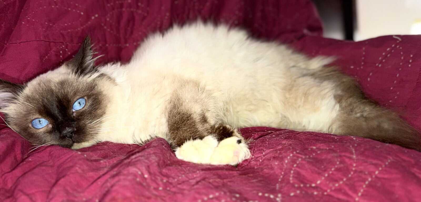 Pure Breed Rag doll Fig Newton kitten image 6