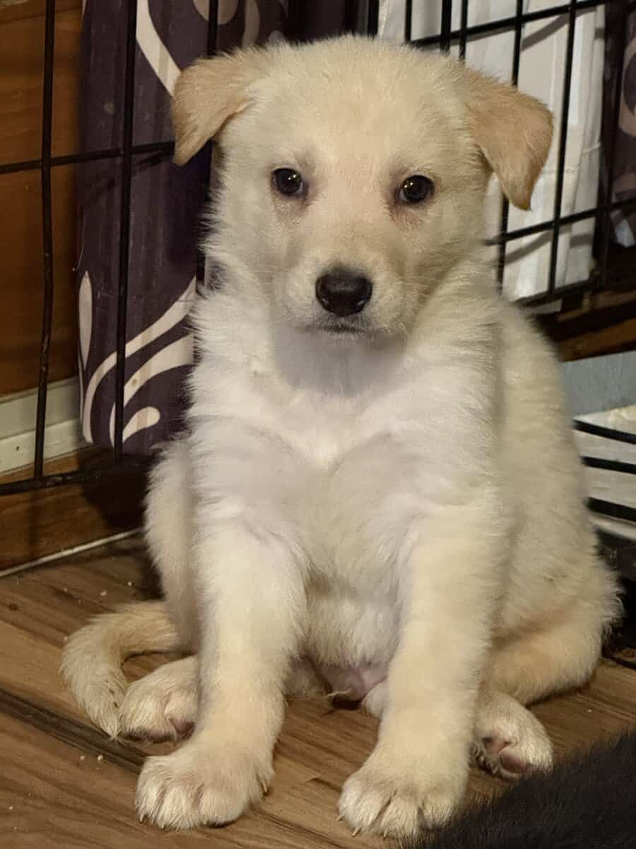 German shepherd puppies ready 12/20/2025 image 6