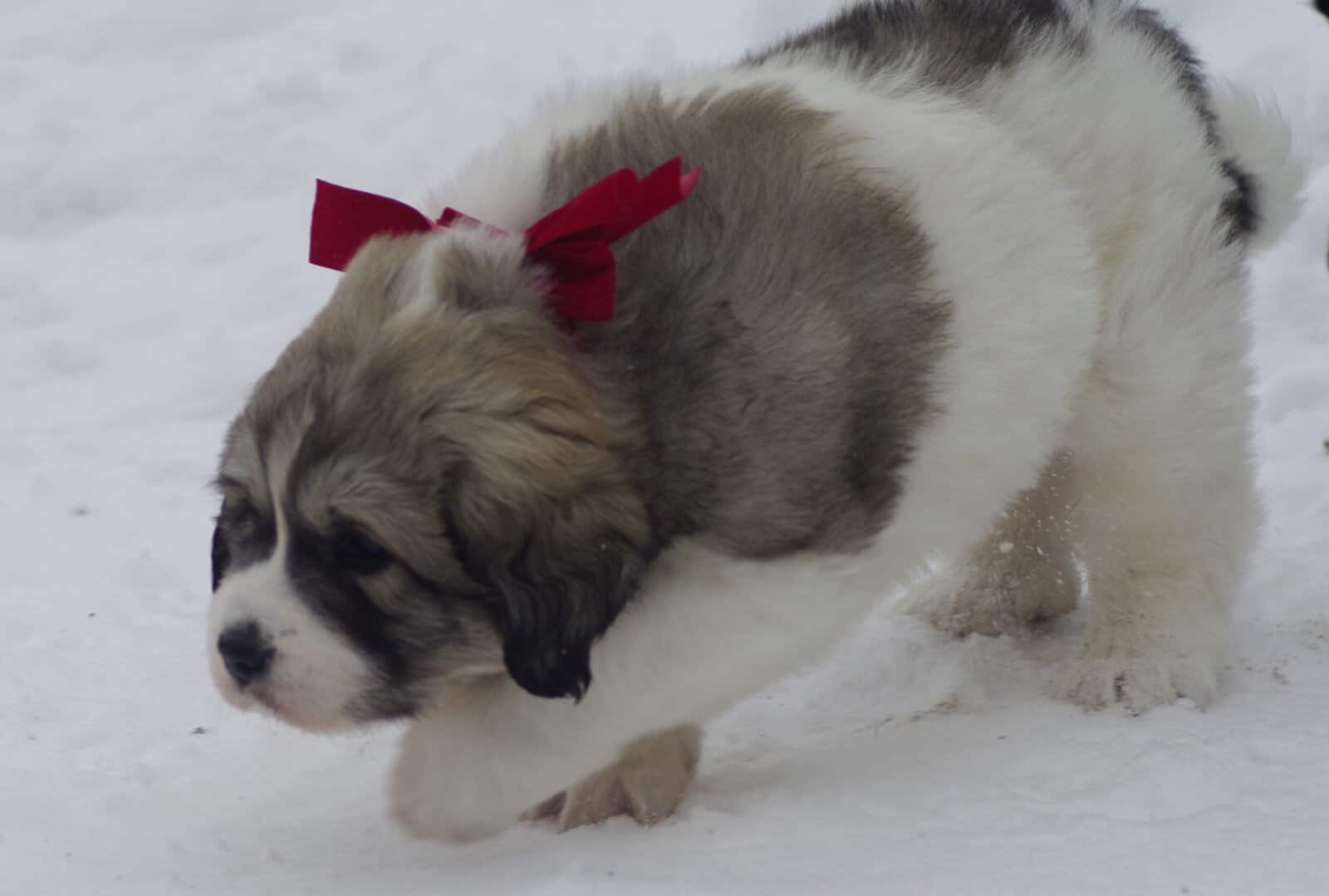 Great Pyrenees Puppy - Male image 2
