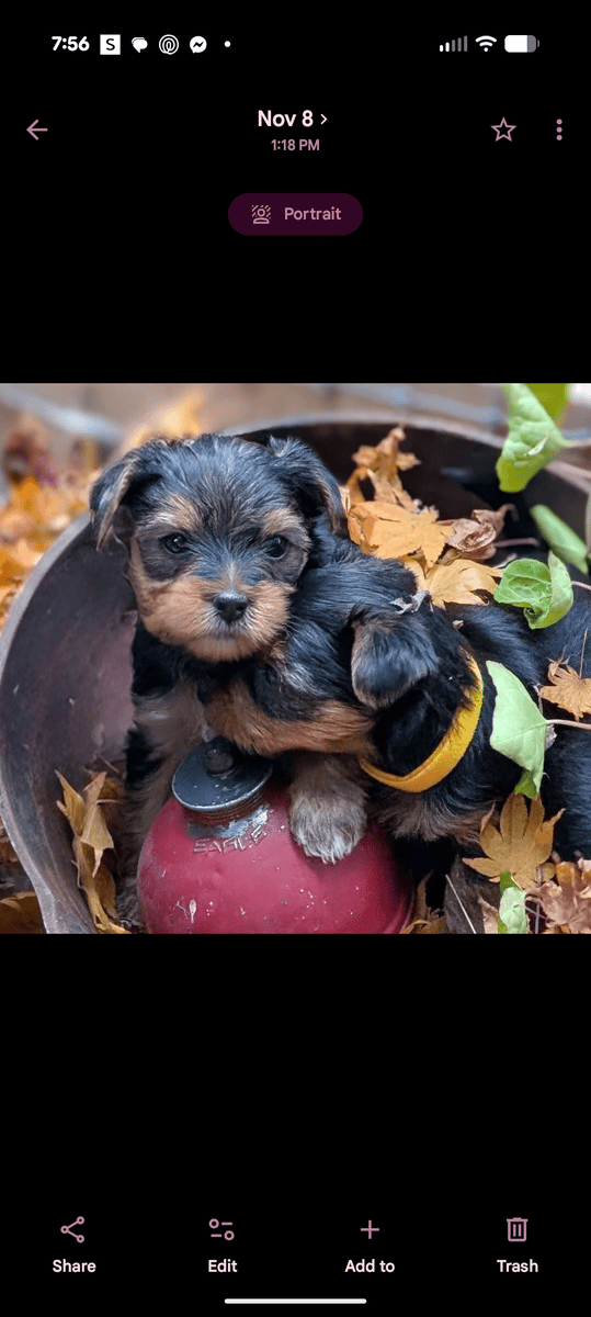 Yorkies image 5