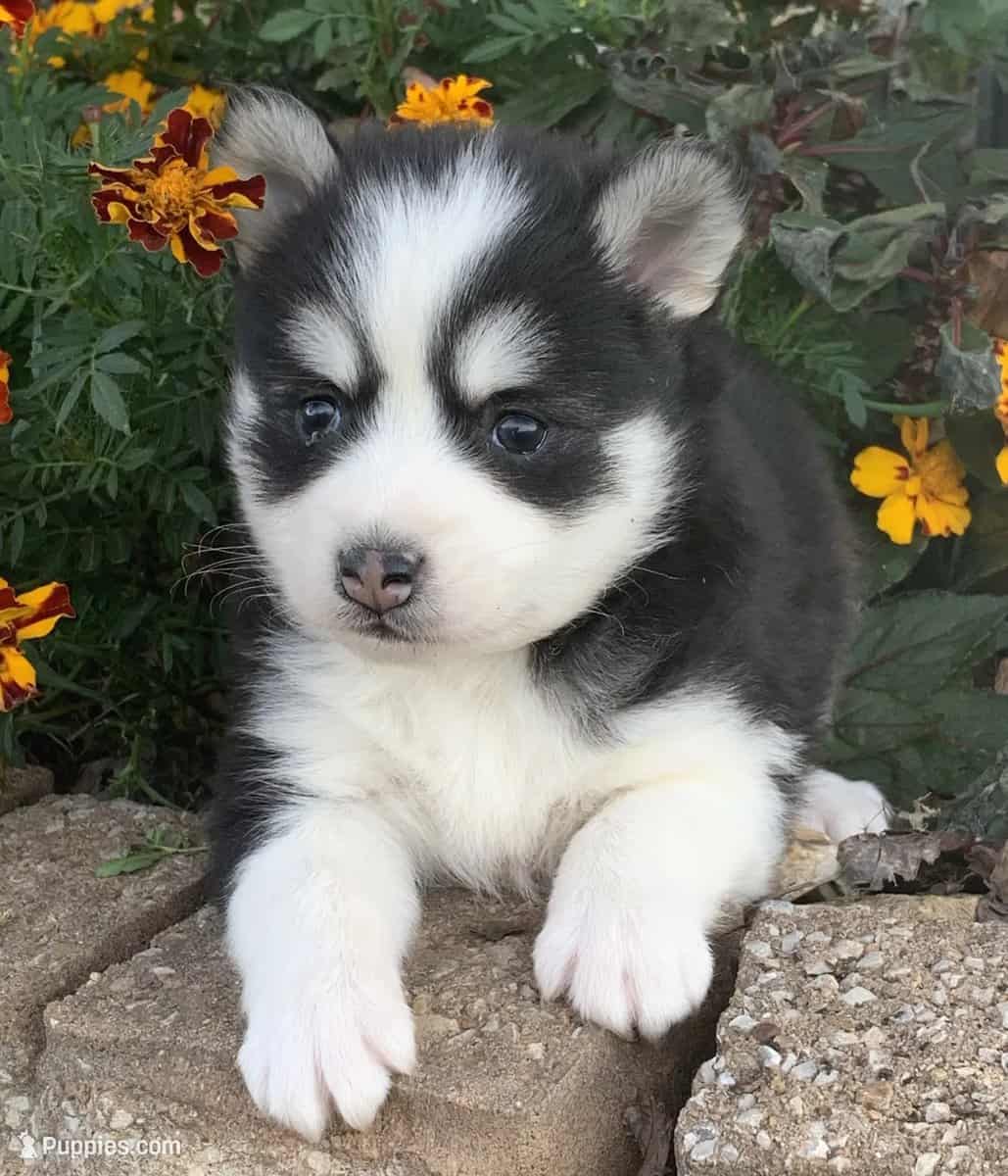 Home raised AKK puppies image 2