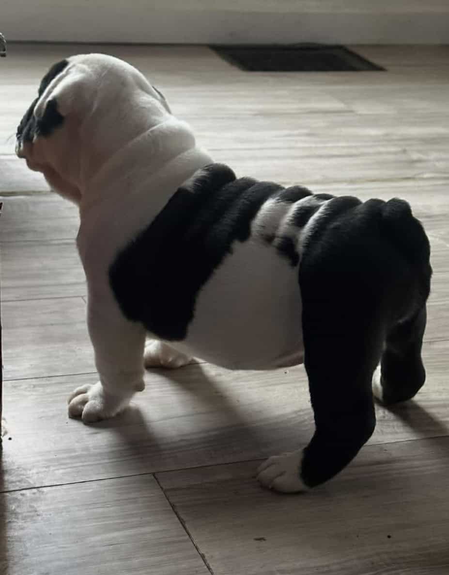 Female olde English bulldog image 7