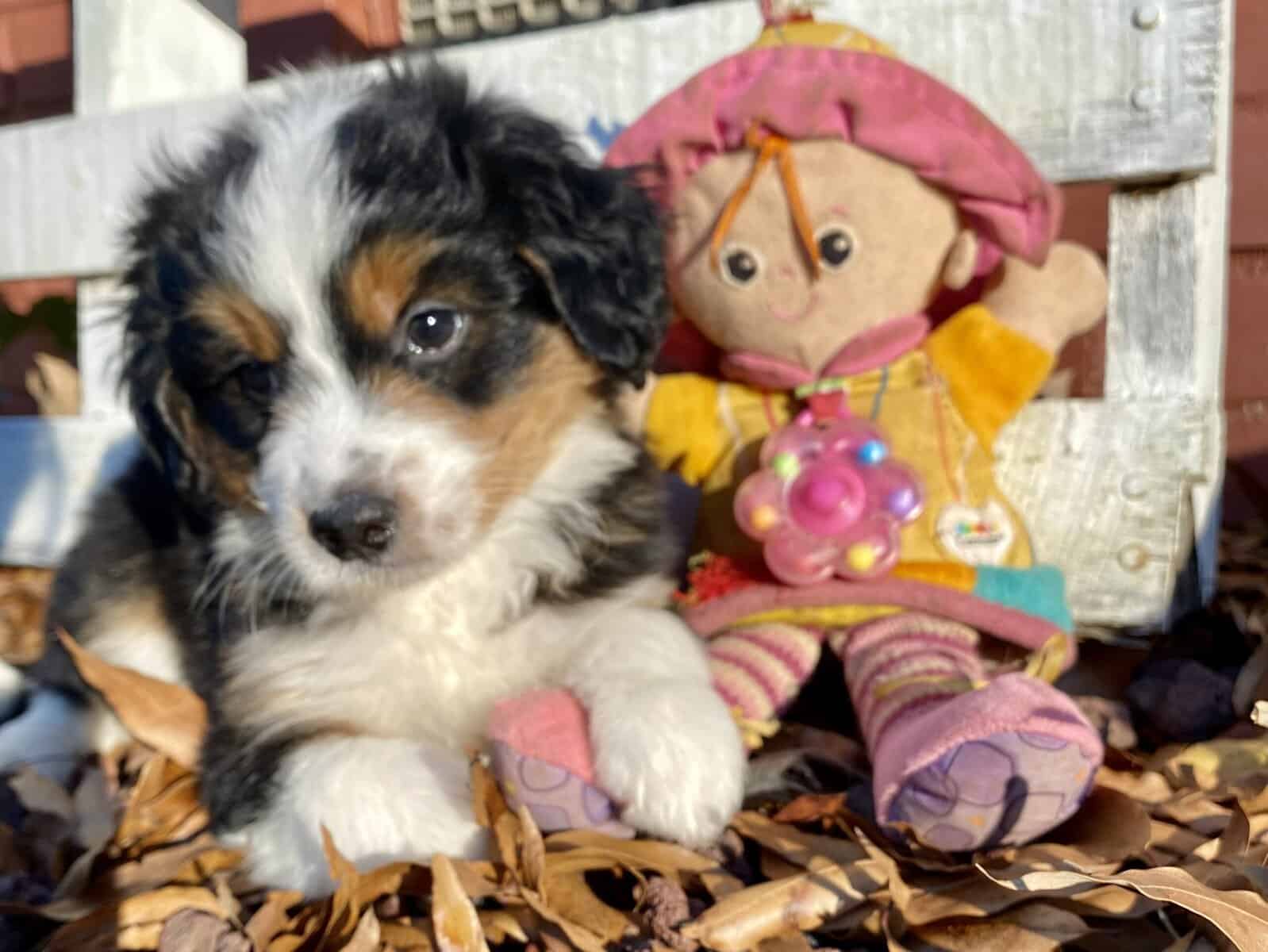 F2 mini Bernedoodle - Bailey -male image 5