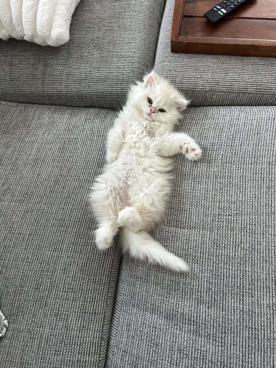 Two cats female and male 6 months old Persian image 15