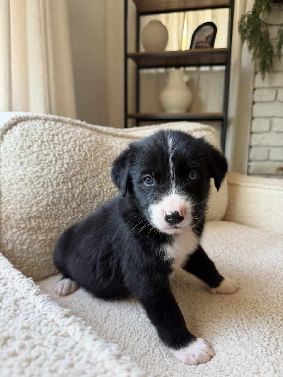 Purebred Golden Retriever Puppies For Sale! image 3