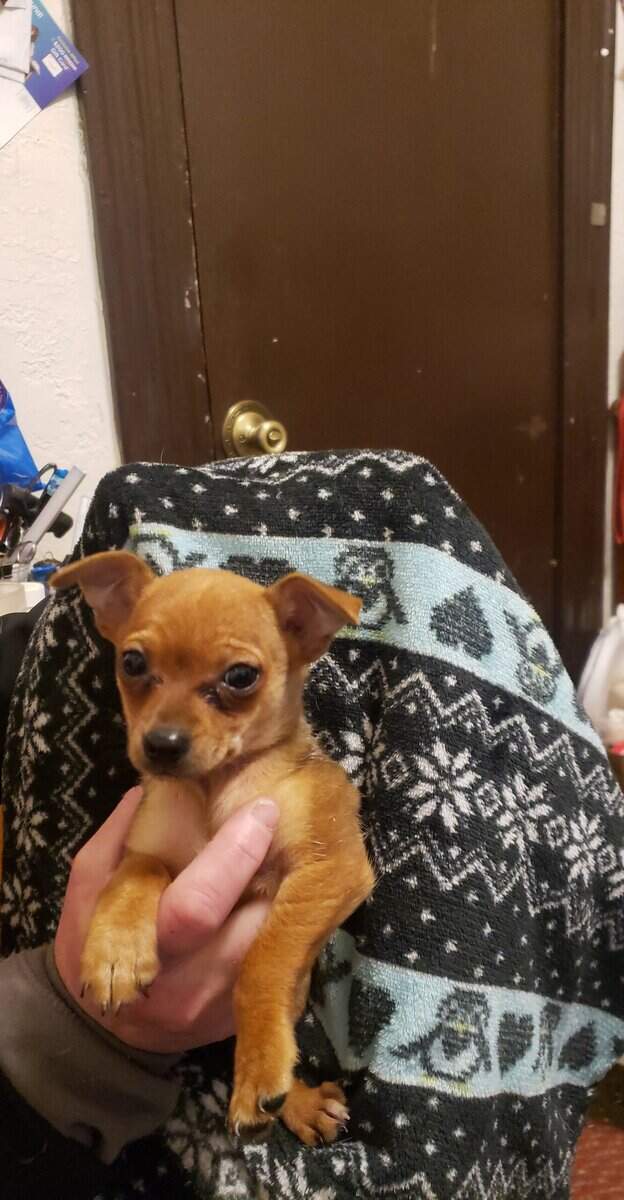 Teeny tiny chaweenie image 1