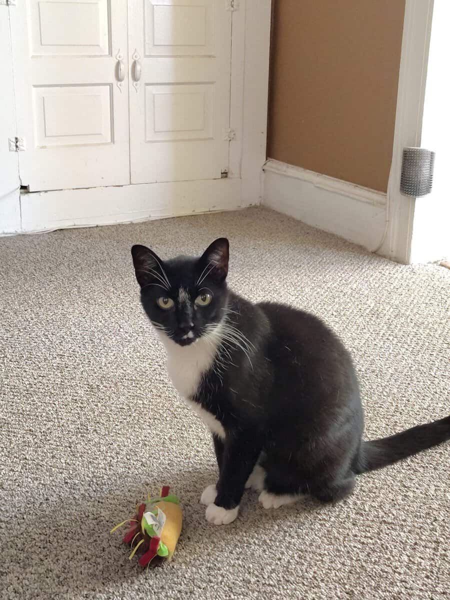 Sweet 12‑Year‑Old Tuxedo Cat Looking for a New Hom image 2