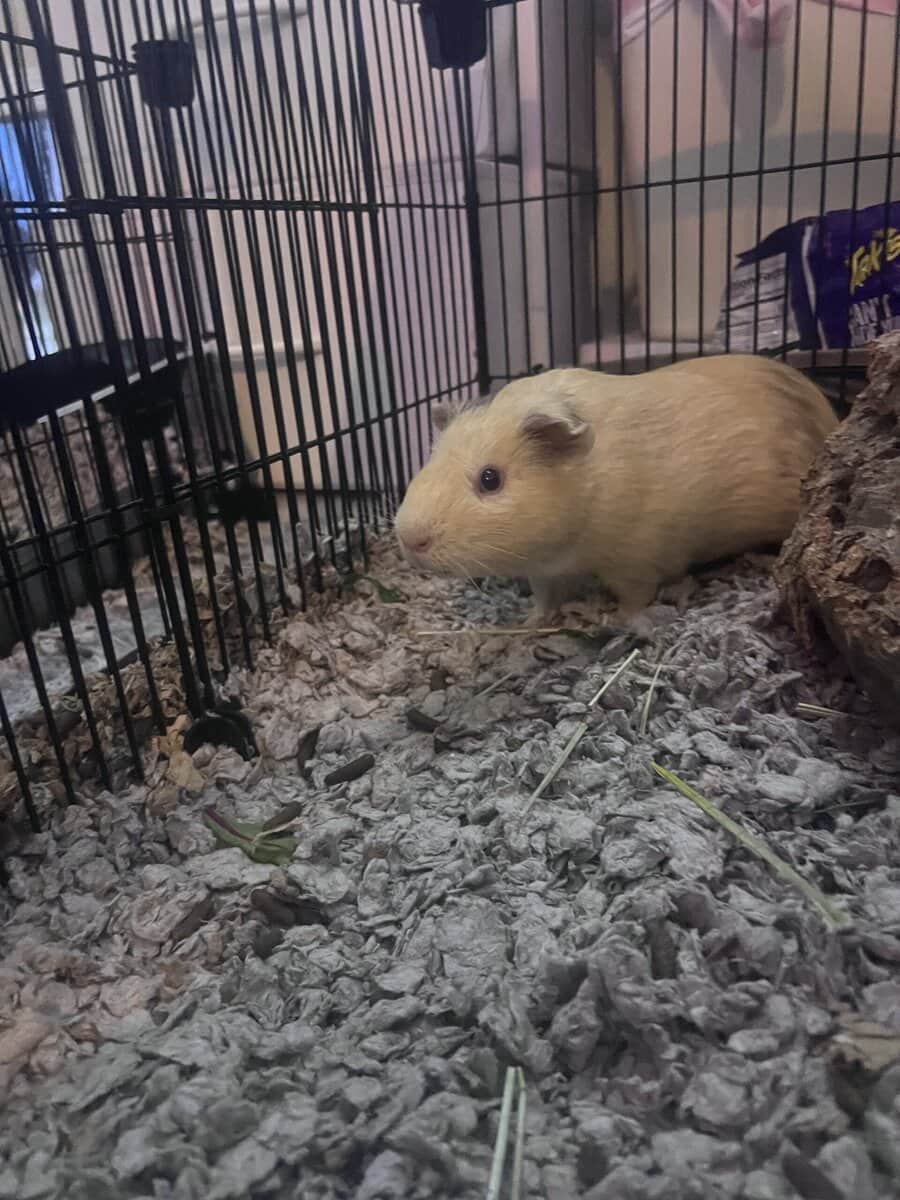 Guinea pig for rehoming 2 image 2