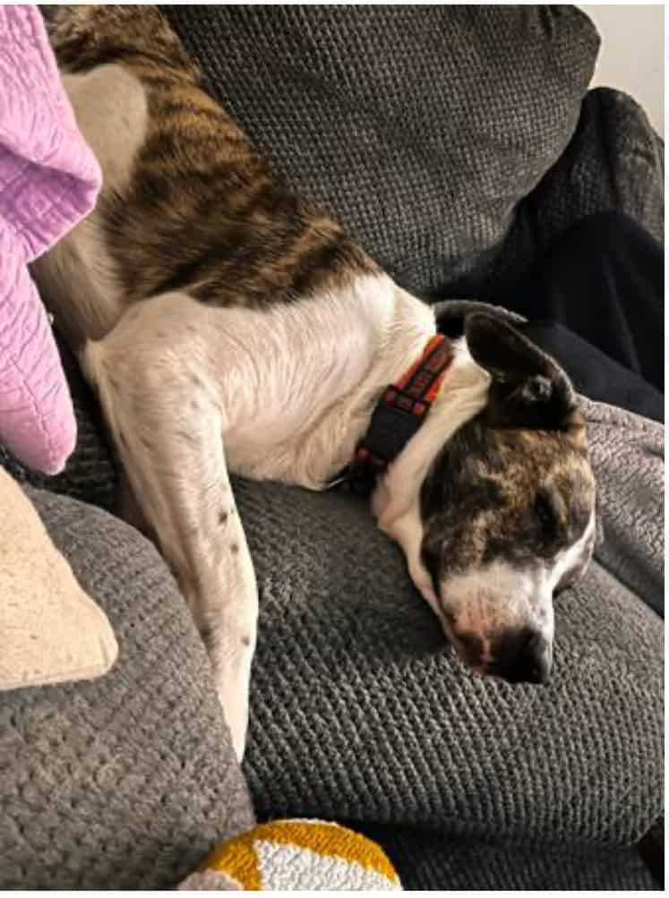 Rehoming Dog image 2