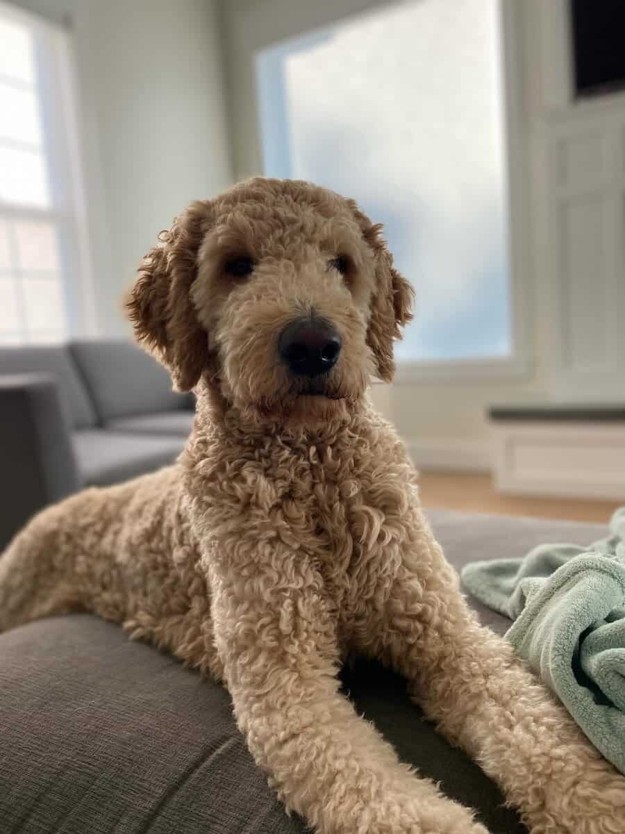 Golden Mountain Doodles Ready! image 8