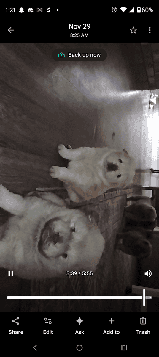Chow Chow puppies image 4