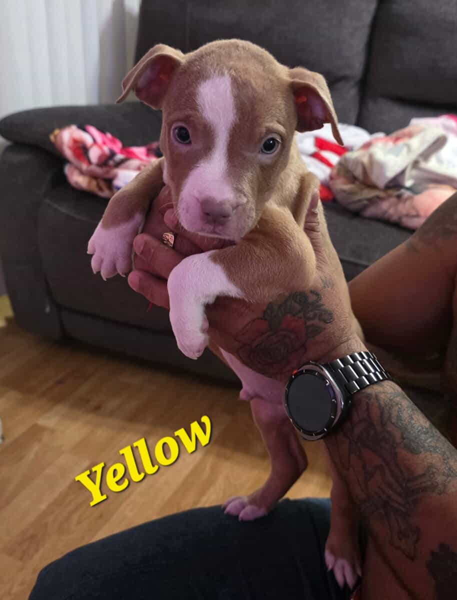 Male pitbull puppies image 9