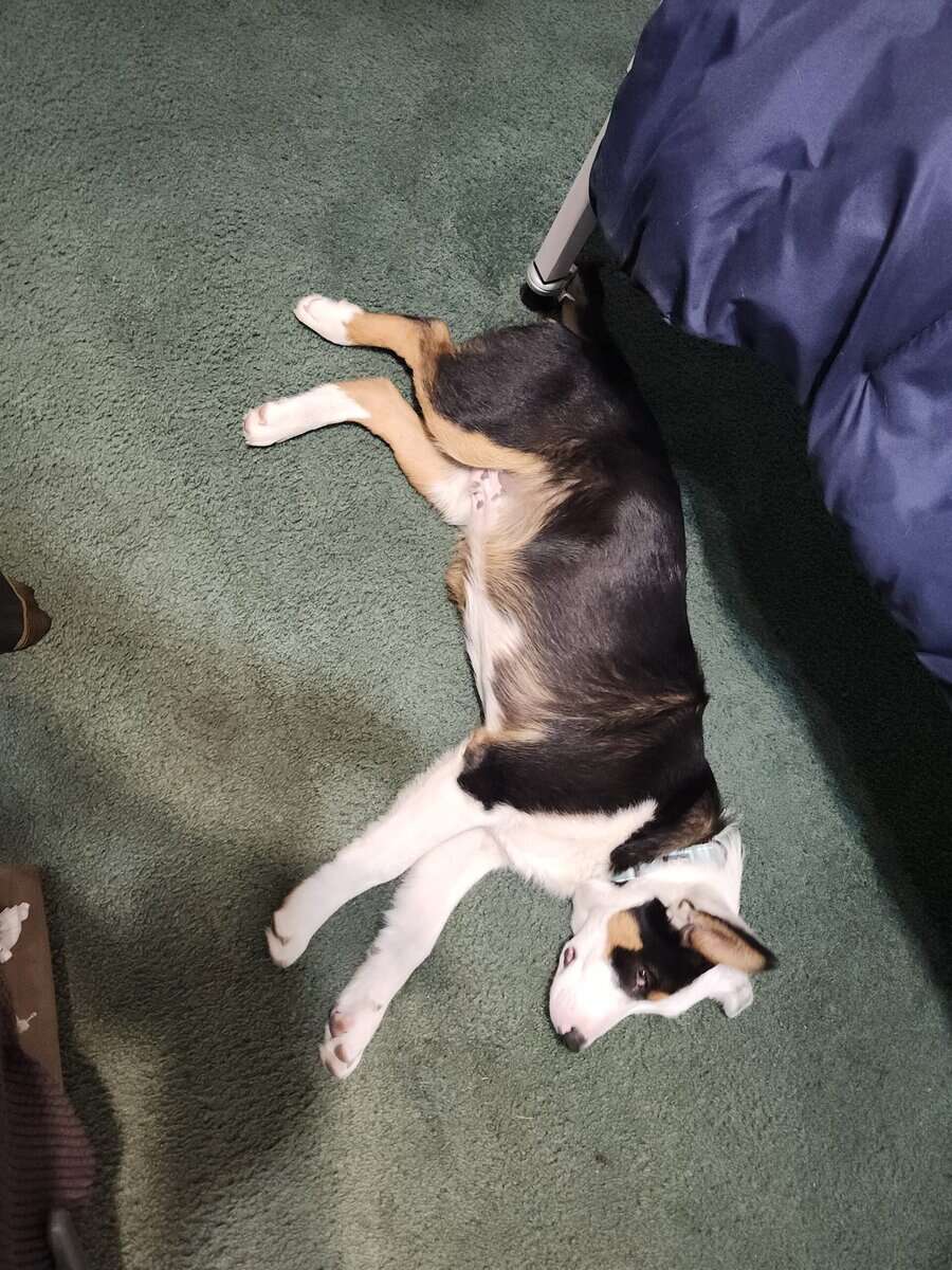 Beautiful dog for free image 2