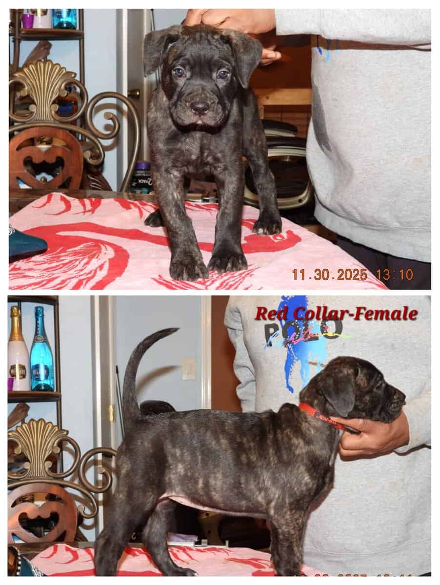 5 Presa Canario Puppies image 4
