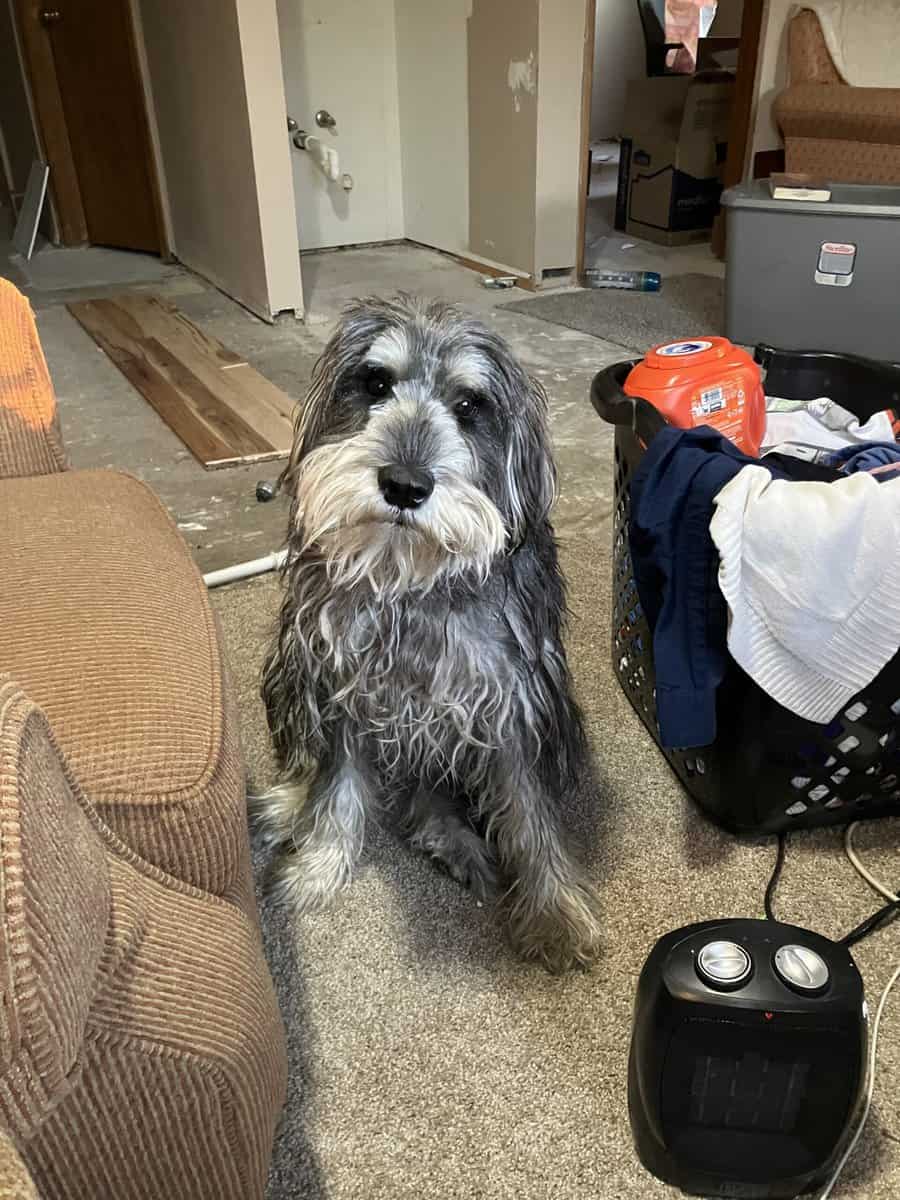 Standard Schnauzer image 2
