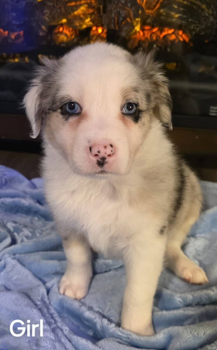 Australian Shepherd/Collie image 1