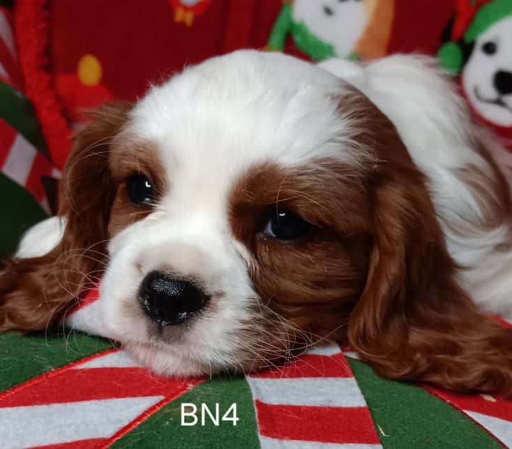 AKC Cavalier Puppies image 10