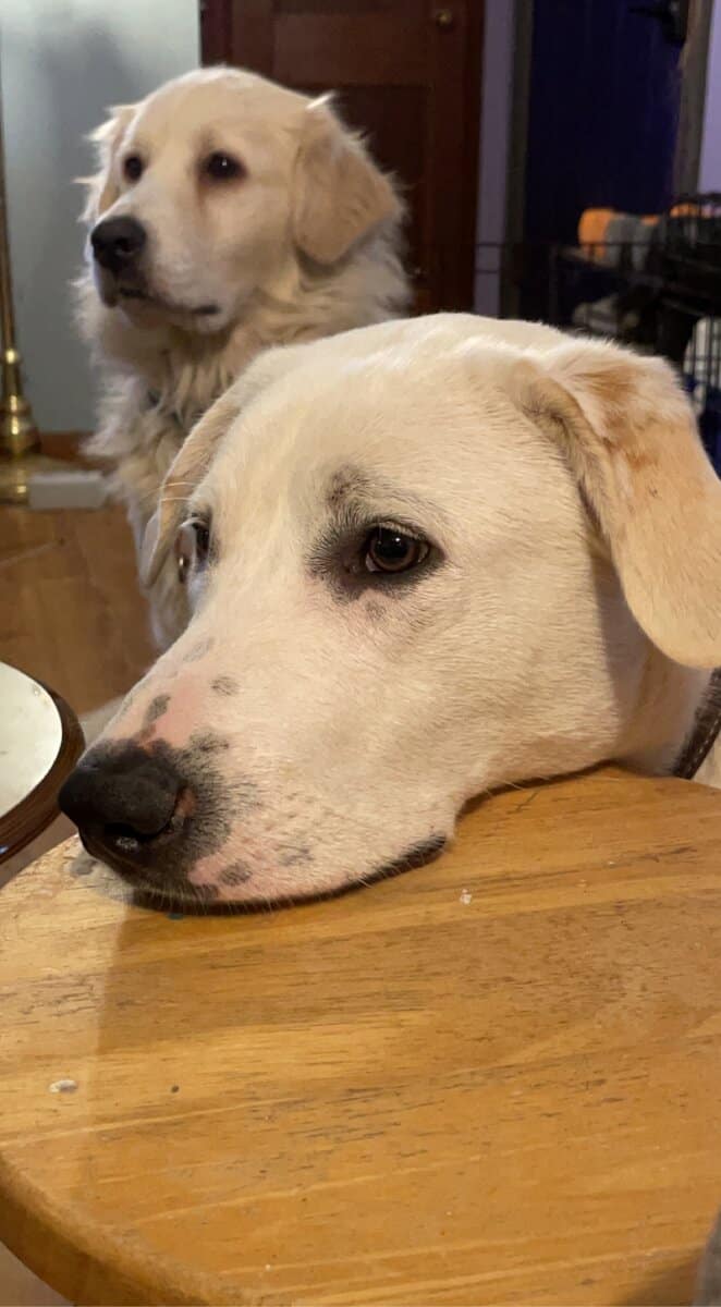Large white dog needing new home. image 4