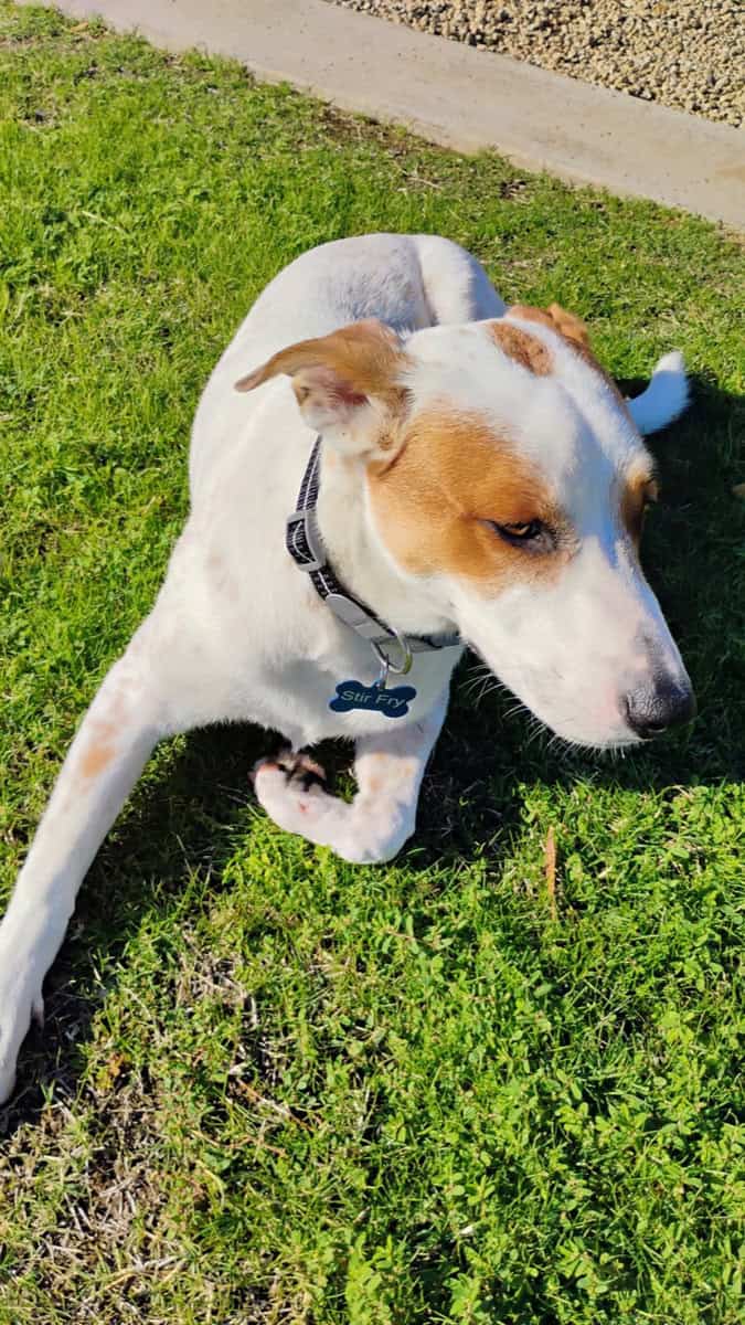 8 Month old looking for new home! 🐾 image 2