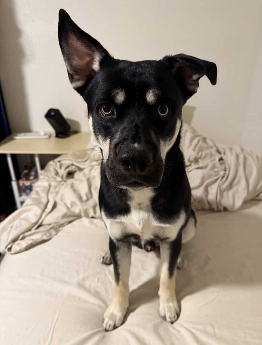 Rejoining for a dog image 1