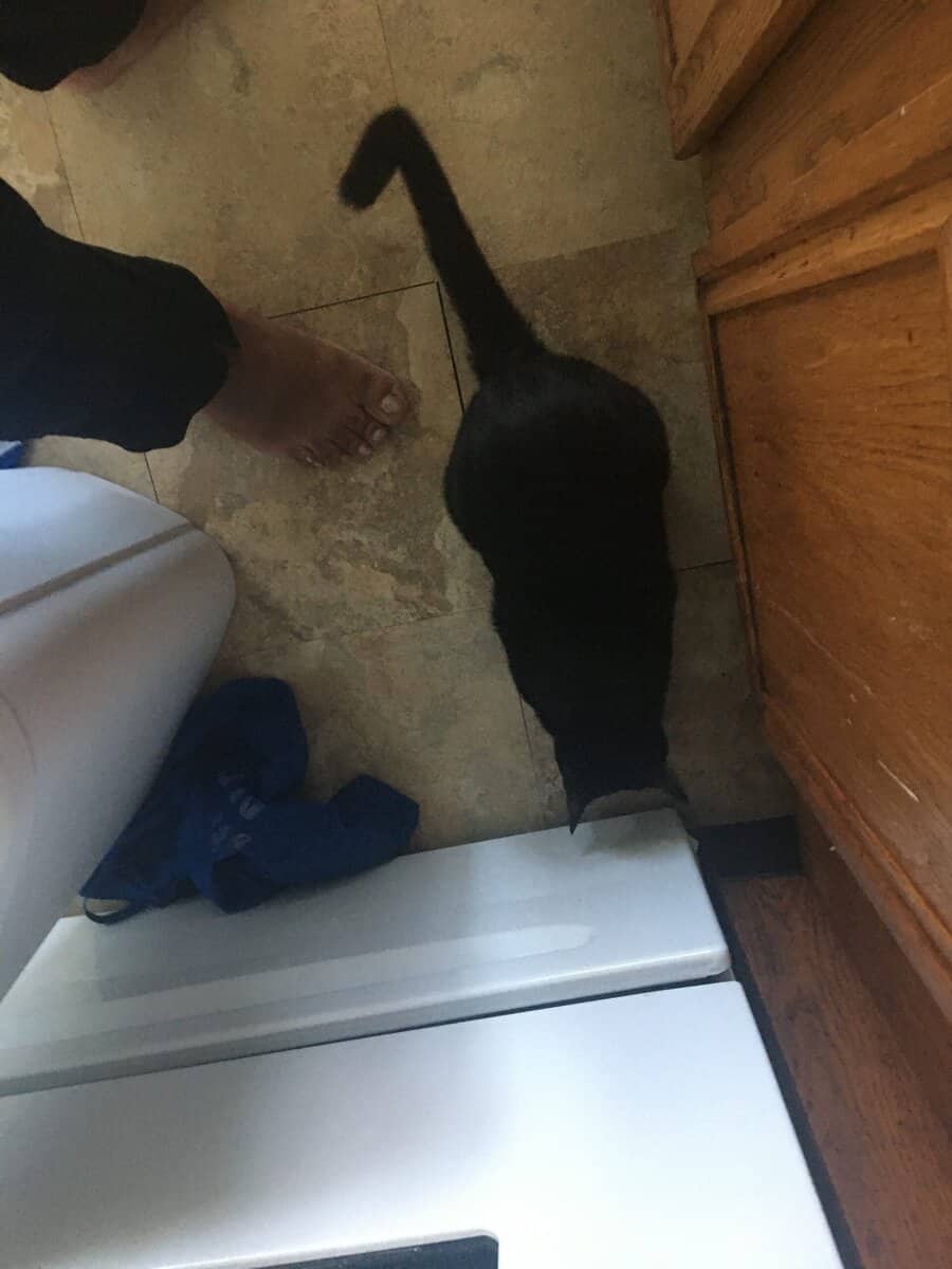 Domestic Shorthair Kitten, male needs a home image 6