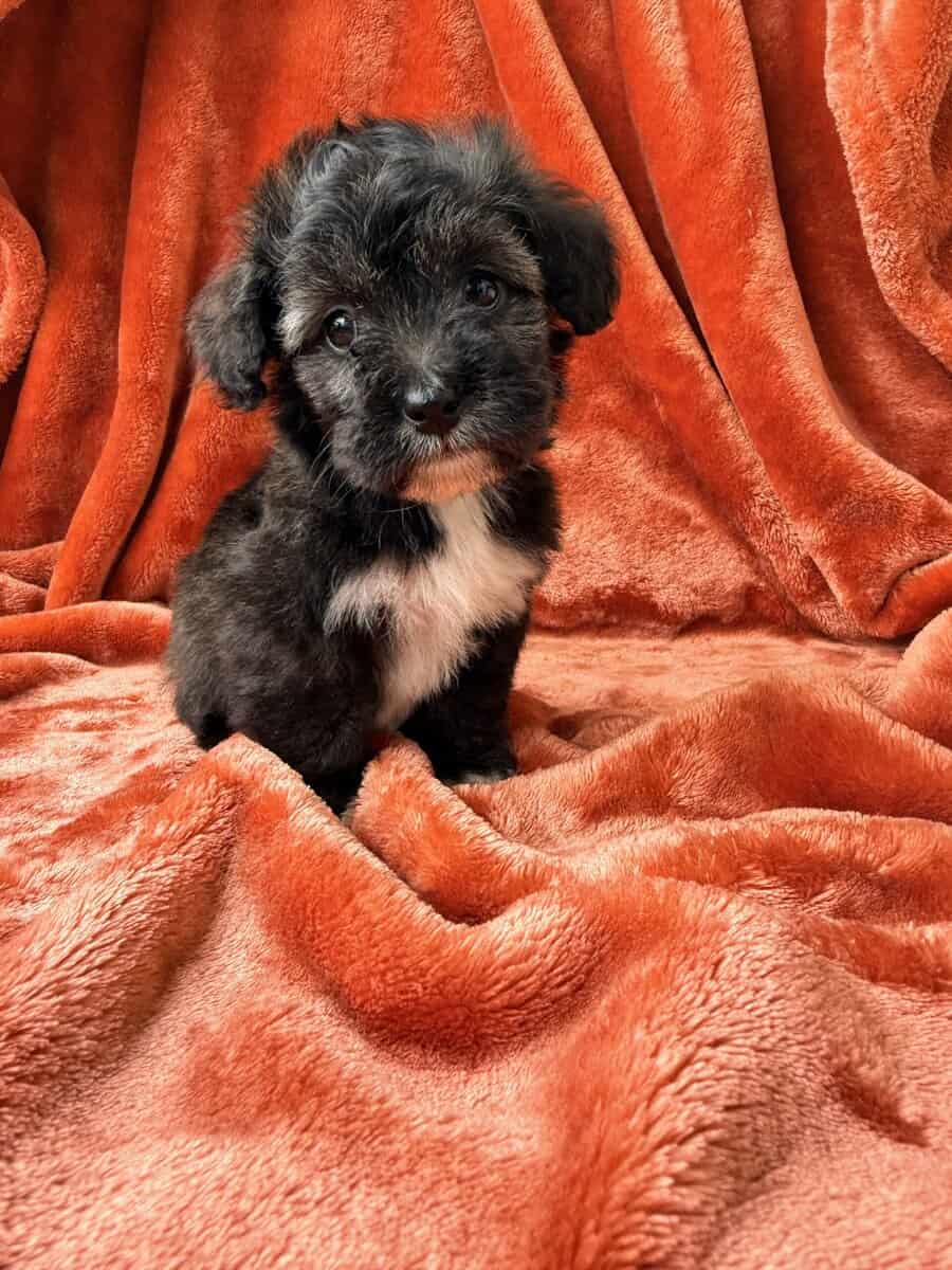 Mochi - Maltipoo Female image 3