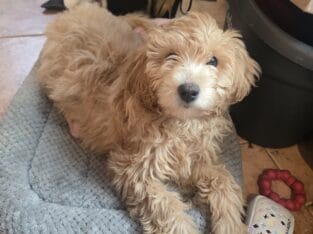 Mini golden doodle for sale