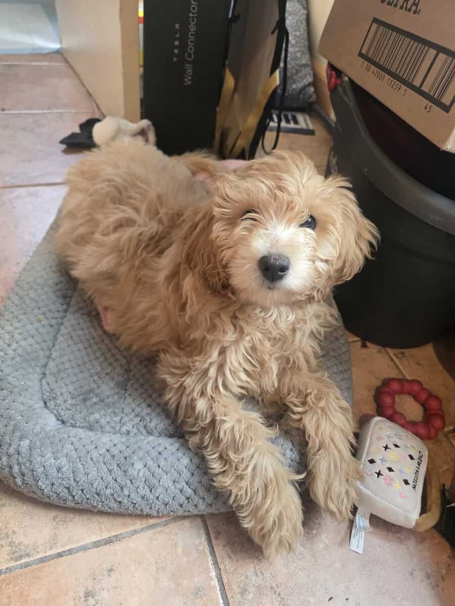 Mini golden doodle for sale image 1