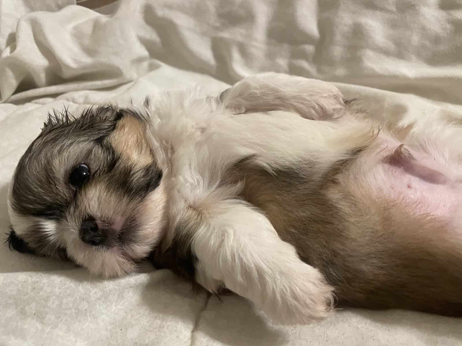 Shih Tzu Pups image 17
