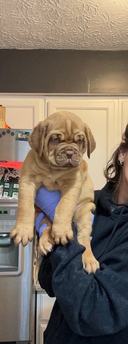 Champ BL/ 8 week old Dogue De Bordeaux pups image 6