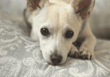 5 month Chihuahua mix