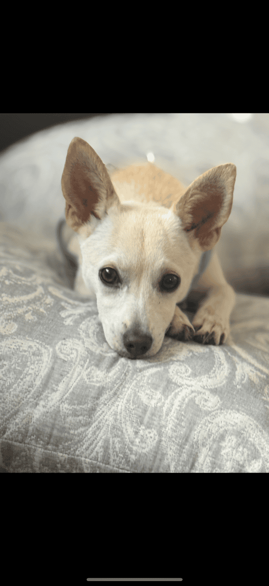 11 month Chihuahua mix image 3