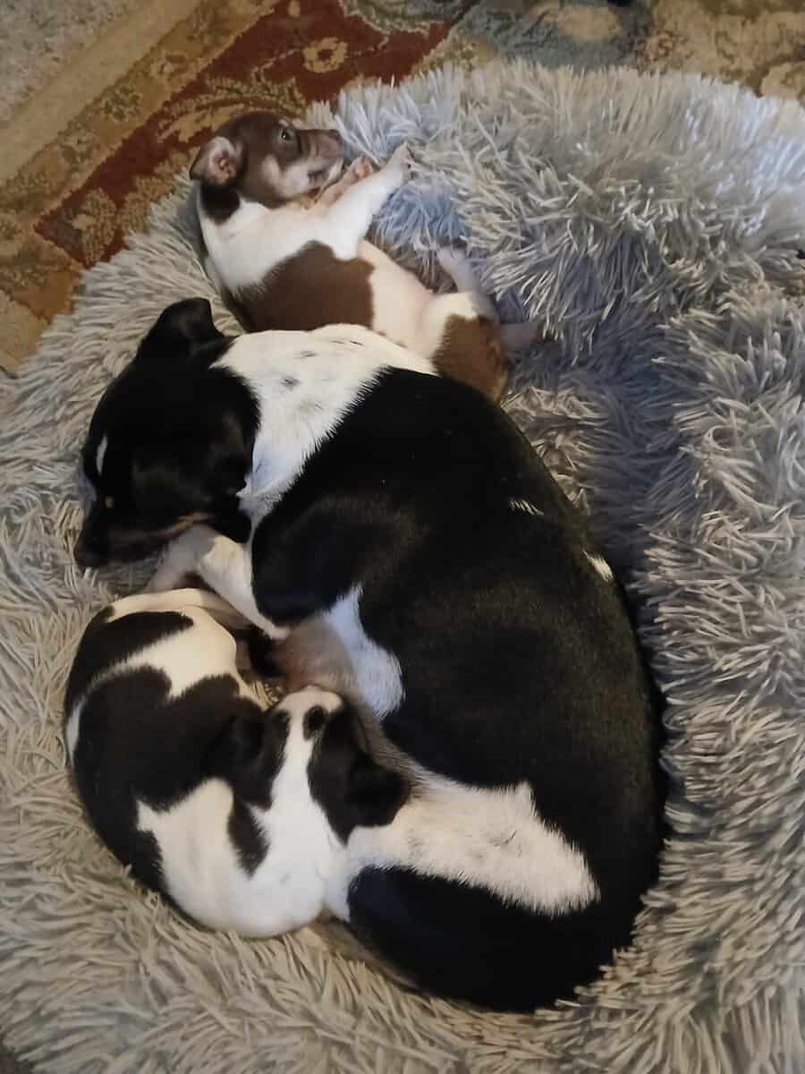 5 Week Old Precious Chiweenie Babies!!! image 4