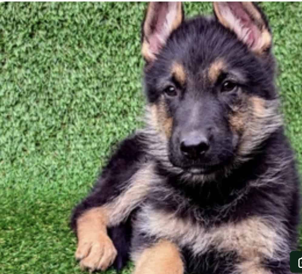 German shepherd puppy for sale image 3