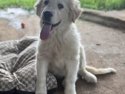 Loving, smart, gentle puppy