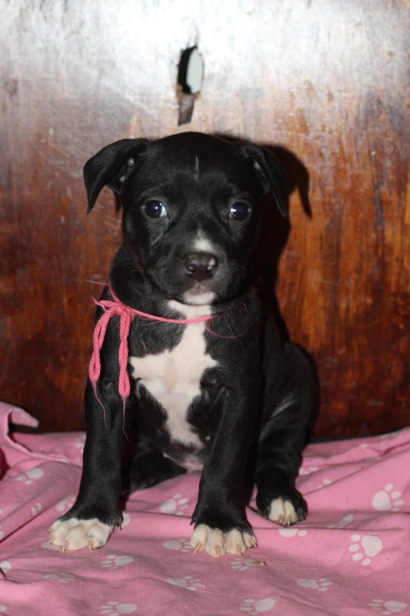 LAB PIT/BULLY MIX PUPPIES image 3