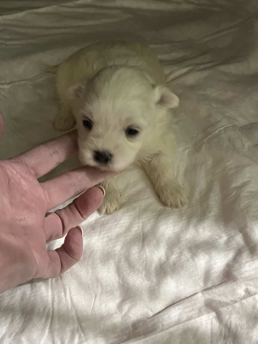 Maltese A.K.C. Male Puppies For Sale image 5