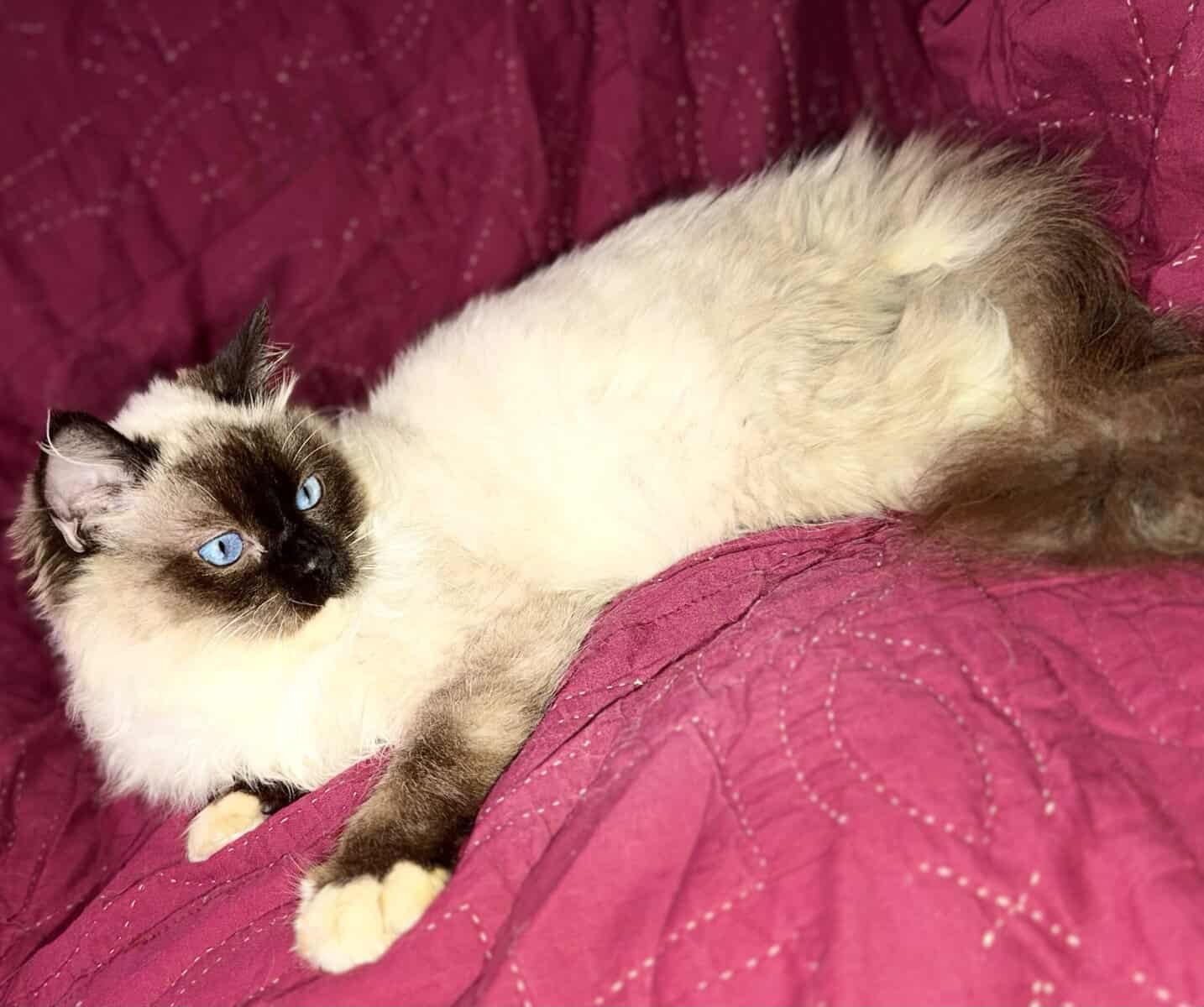 Pure Breed Rag doll Fig Newton kitten image 5