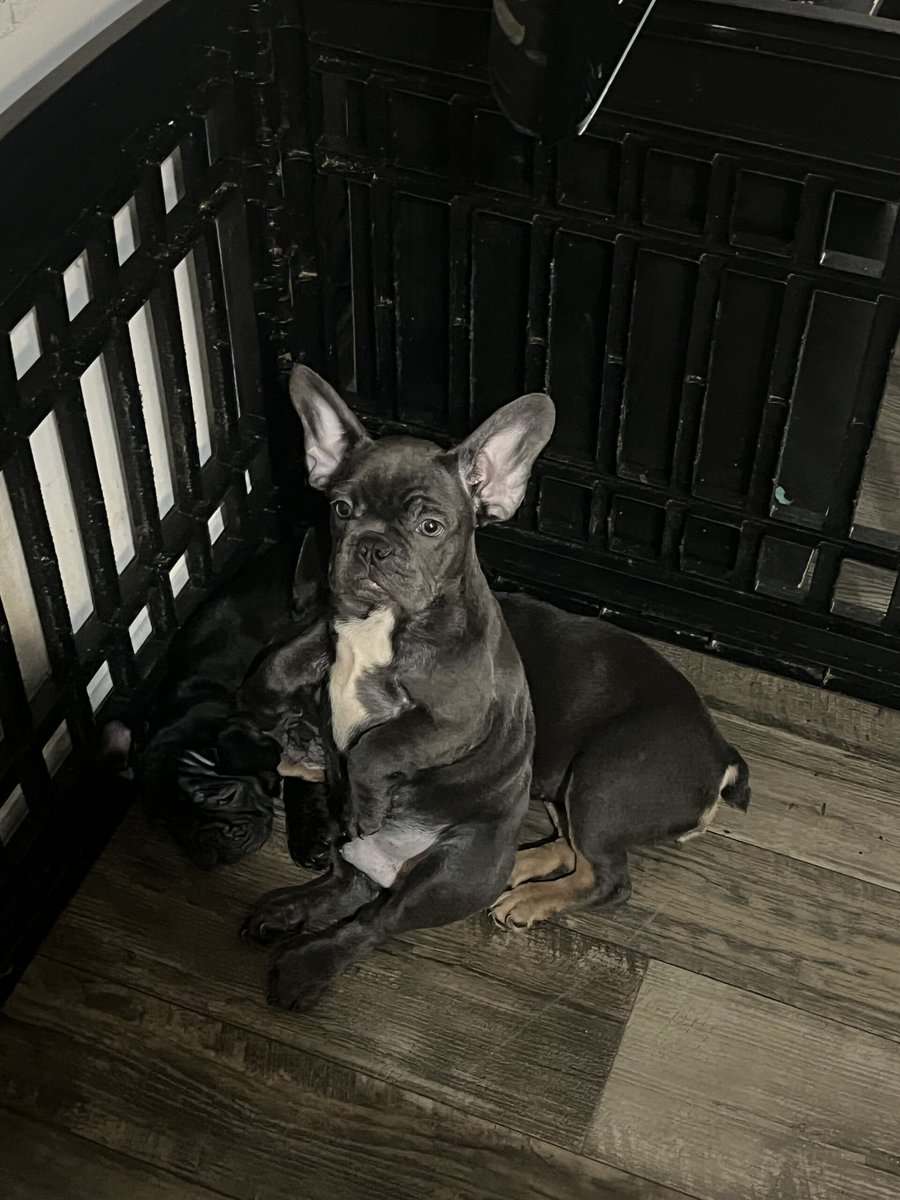 French Bulldog Puppies For Sell image 1