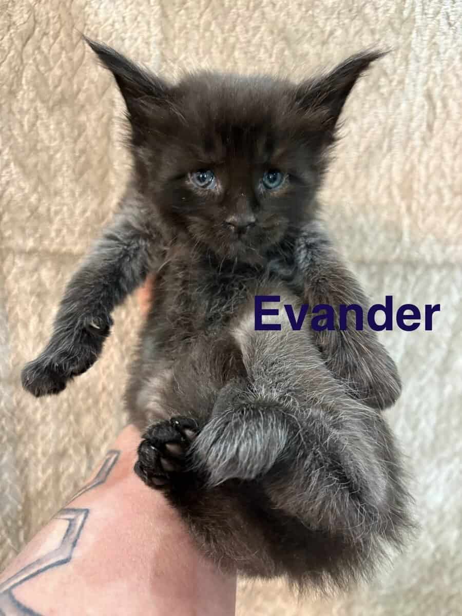 Maine Coon Kittens image 5