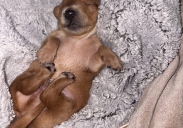 Dachshund Puppies