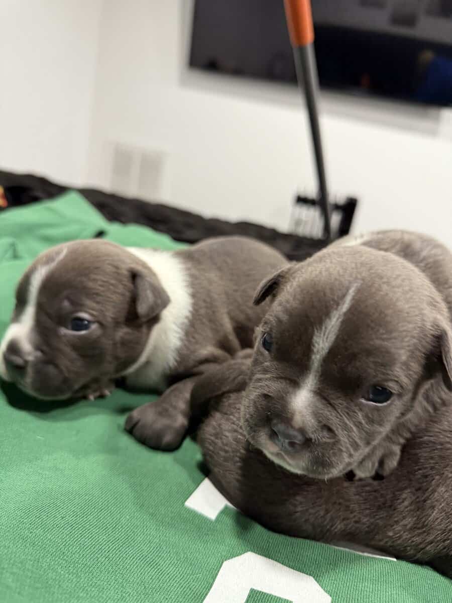 American Bully Puppies For Sale image 2